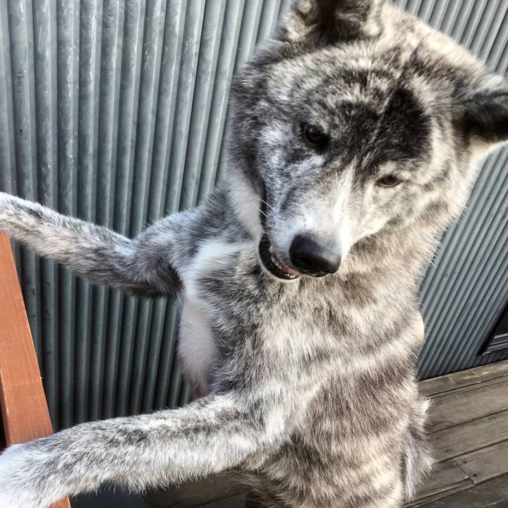 4ea197a6 e9c1 4b62 931c 03c2c8fd1939 1584070170684