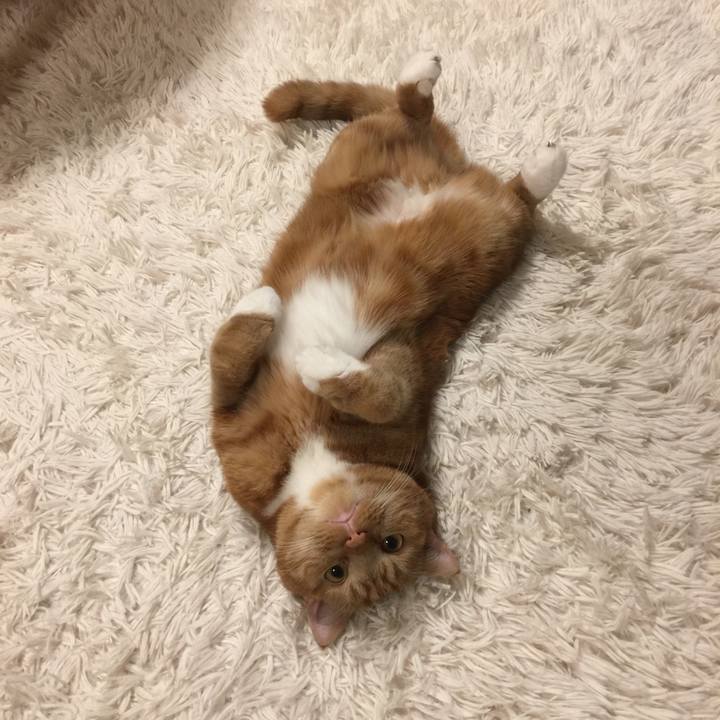 4ea26b4d 39c3 413d 8842 a4e5164b1afa 1542374169936