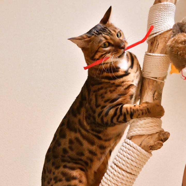 4ea2db67 b3c1 4ad1 88d0 a0e1c6ef5531 1511532198385