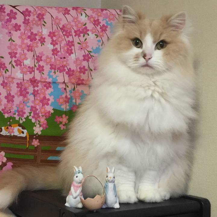 4ea5c045 a843 41ff a6c9 14cd44dea48a 1553090843046