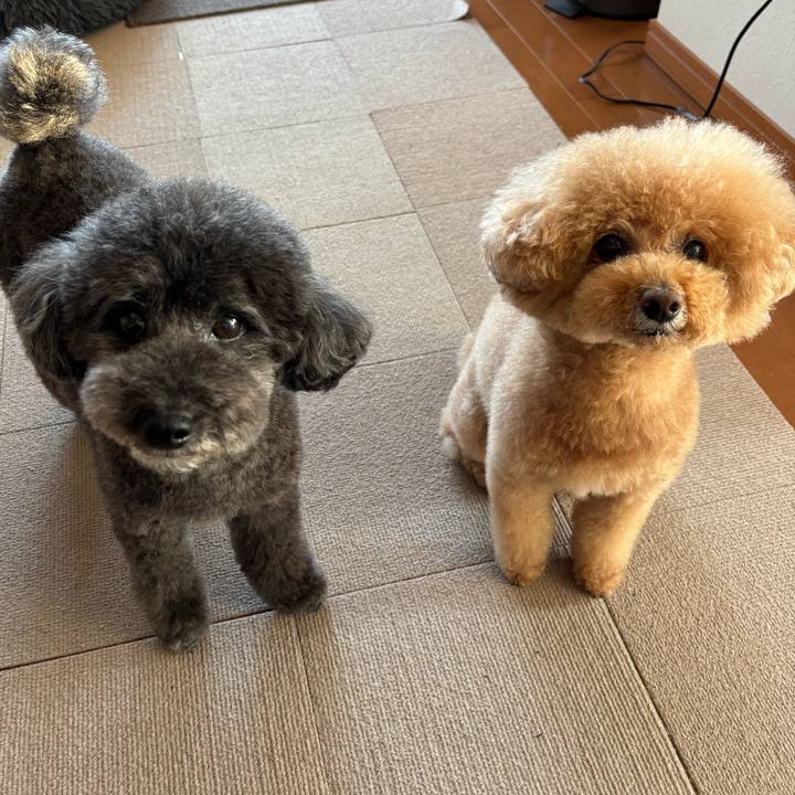 4ea5f68b ddde 4077 a4fc e65bf65ce5d8 1745831397571