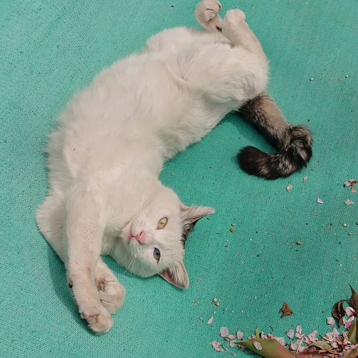 4eaa0813 9045 40f9 8e68 68b80a83c310 1648894701837