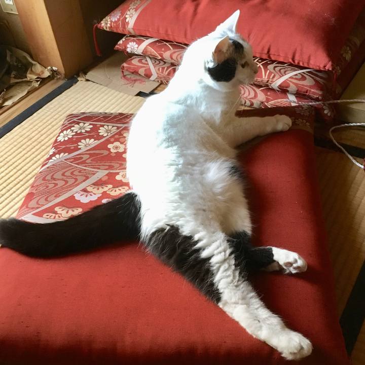 4eaa72e3 7108 4702 a78e 1c7e87e8f0c3 1563351903214