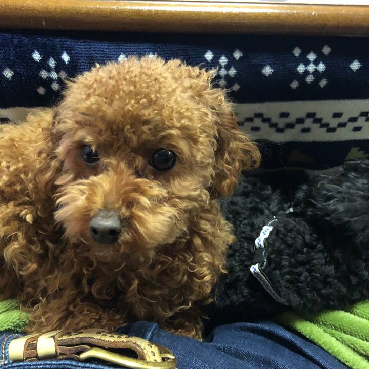 4eaa7866 b484 4d55 a002 97f78ff1a5c5 1517923337395