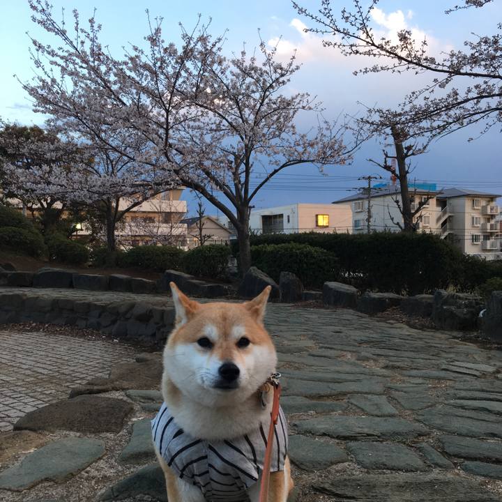 4eacc6f0 a9f1 4819 a088 97b1d1a7c637 1554196653736