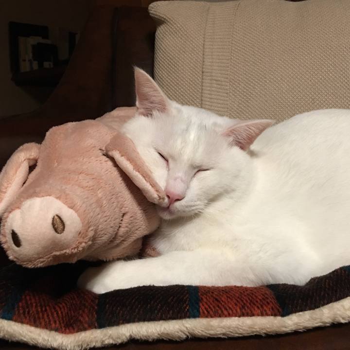 4ead037c 800a 425e 98e7 67c3de9b5db5 1541437190141