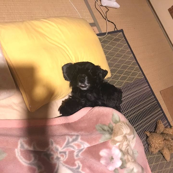 4eae3e69 5f00 4712 9f58 fc0e0581af48 1546604632218