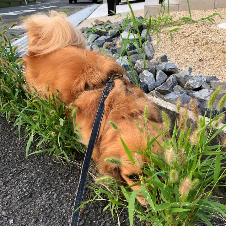 4eae59e6 afb8 49ab a855 6cc6a7fe9d42 1564742755541