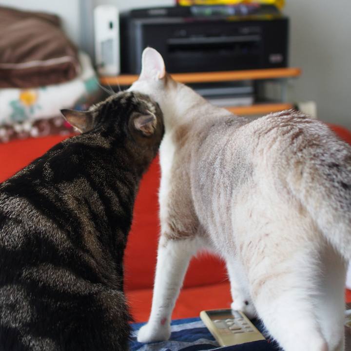 4eae9680 0e1b 4173 98a3 ad85056647ba 1533469384820