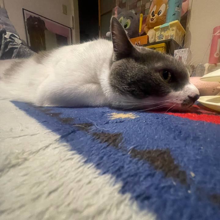 4eaee380 a54c 4d1d be44 9819f477cd34 1690389024773