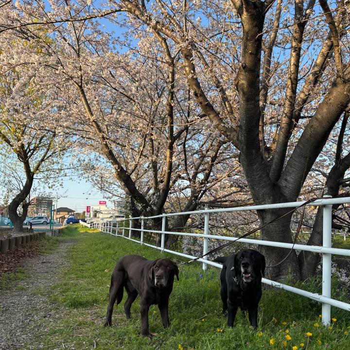 4eaee5b1 74f3 4653 bf68 69b0abedbd34 1775134850348