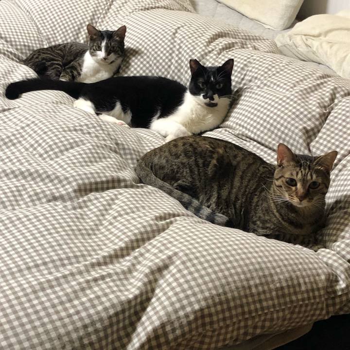 4eafe70f 7dd5 4b38 9b5c 3404dce3b246 1546243203823