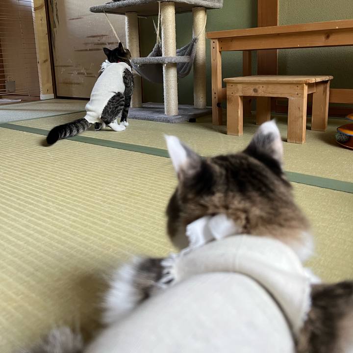 4eb184d5 afeb 4053 868c b27af1a9f769 1698879459020