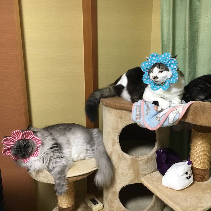 4eb26371 7ace 43ed 8315 e82e97642d44 1541691836333