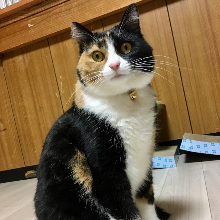 4eb31029 f7b0 403f a0ff 8acae00705c1 1517922321691