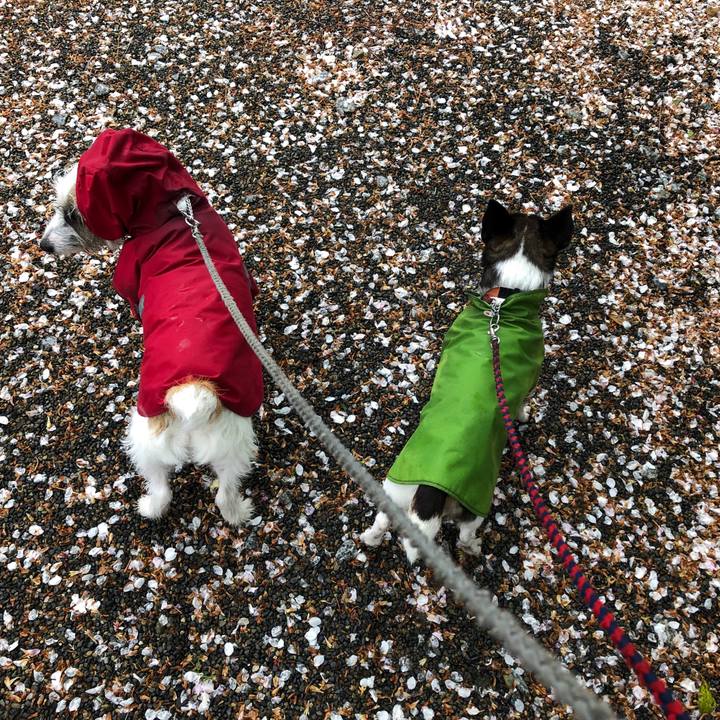 4eb4496d acd7 4919 9ce8 76a0ce99ef65 1556150136678