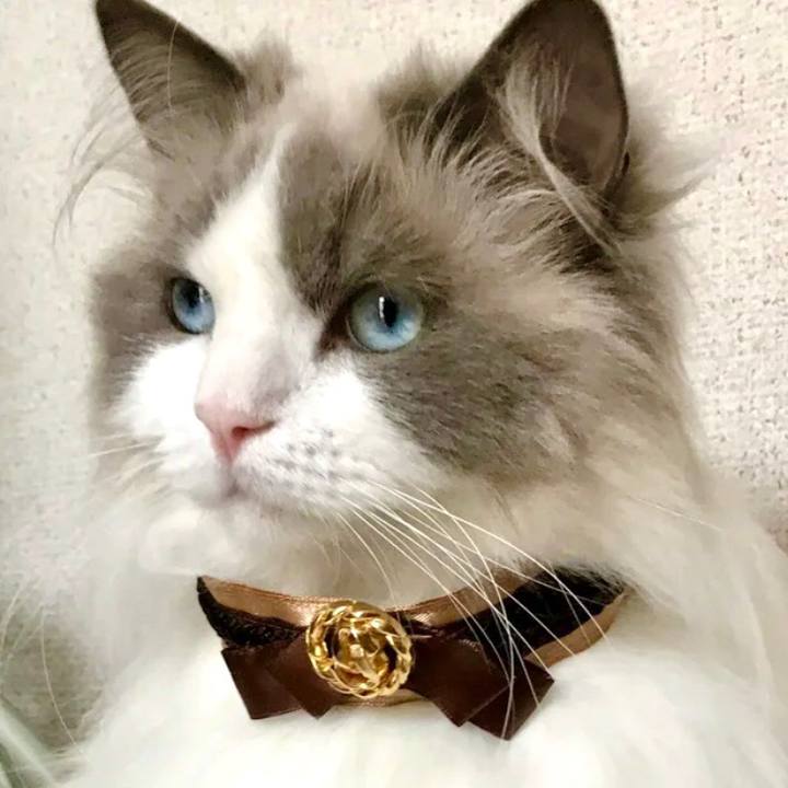 4eb6245e 7333 4eb5 a9b5 bcbe0f87e987 1598795602160