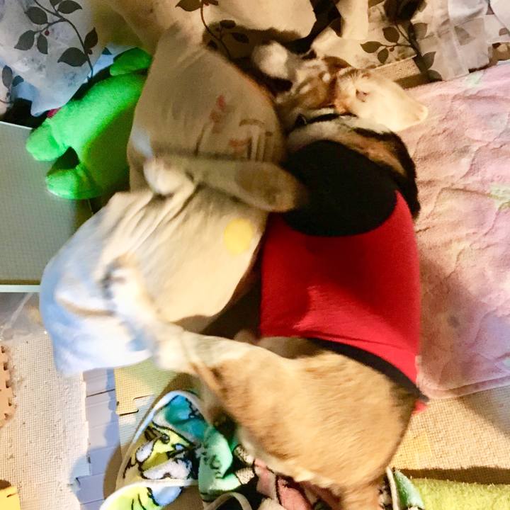 4ebc9706 a204 453c 8661 334a0926a792 1547734683292