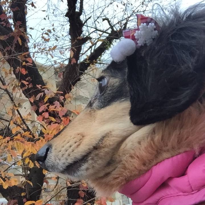 4ebd6118 8a61 44cd 91e1 271c13e49454 1512001057734