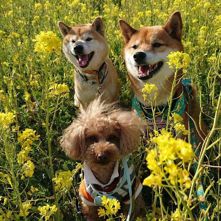 4ebf6086 6ae7 4e30 9880 1bff2094ef42 1554362803989