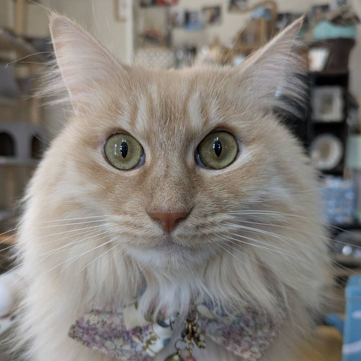 4ebfa168 bfe5 4335 bafc db16b29595df 1770344032495