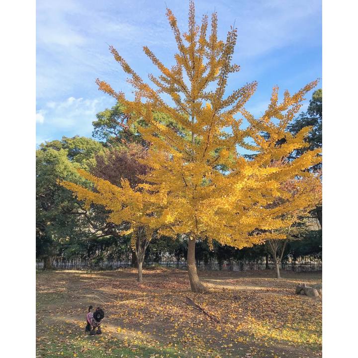 4ebfc2a8 f37b 4e07 9956 96a75fd949b9 1574937477678