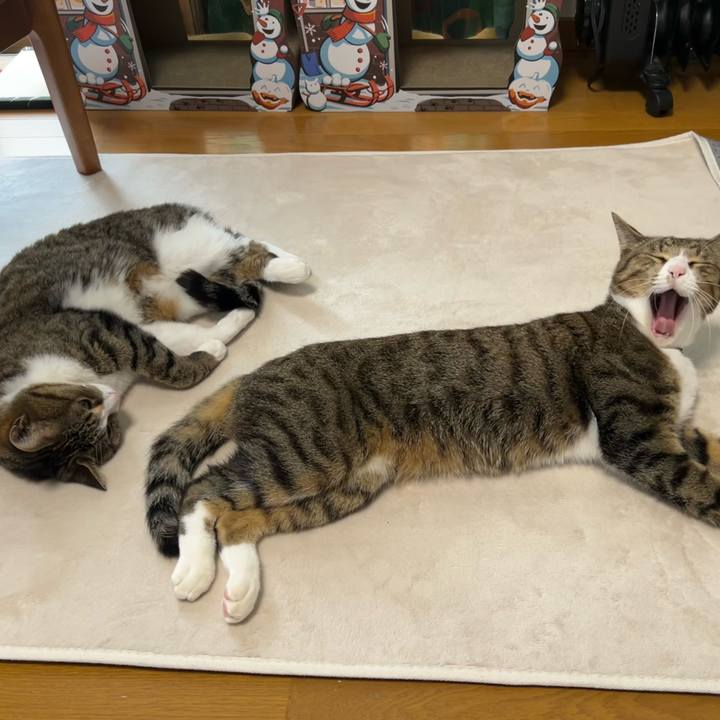 4ec1078e 3569 4bd2 beb5 214a26d0c7f4 1738128638094