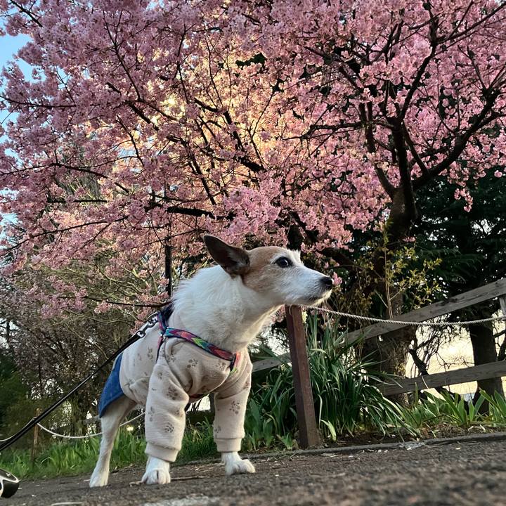 4ec203d2 293c 4140 b6f4 46e3ce3a7032 1741997309862