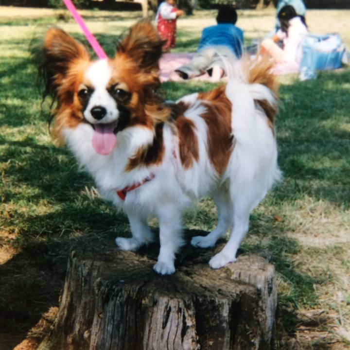 4ec22e98 ae16 4824 8029 99dcf963503d 1509961460491