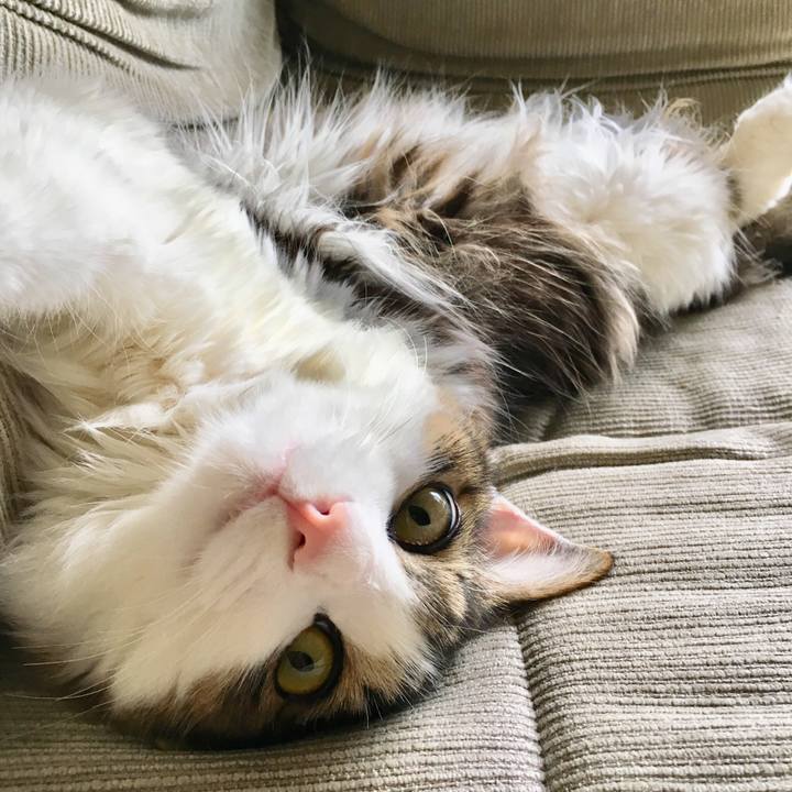 4ec40b3b 8841 4879 888a 824e0398ed4f 1526351961002