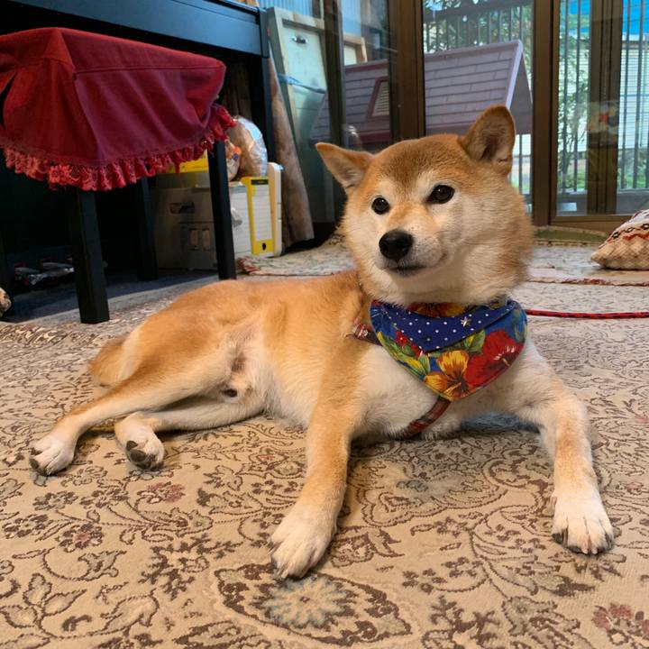 4ec48026 b26b 4992 b850 c01345b70628 1572001102595