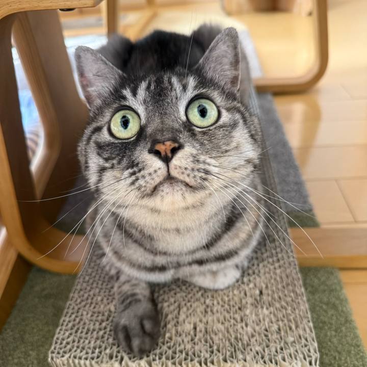 4ec519ed 5186 4fb5 ac90 d5dbbf14c3fa 1761696402139