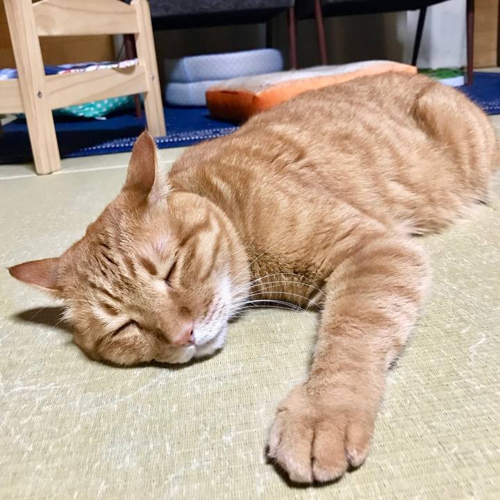 4ec6c015 68e9 47bb b4f4 1e451241162e 1529328778117