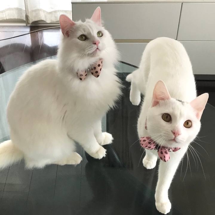 4ec72b68 a110 4985 9b70 55f7249ebd59 1582332473883