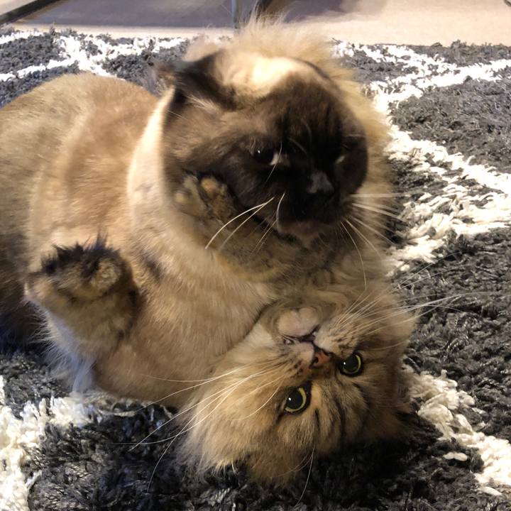 4ec73ffa 5dc6 4fa8 b79a c8f3a7265f1c 1615549257690