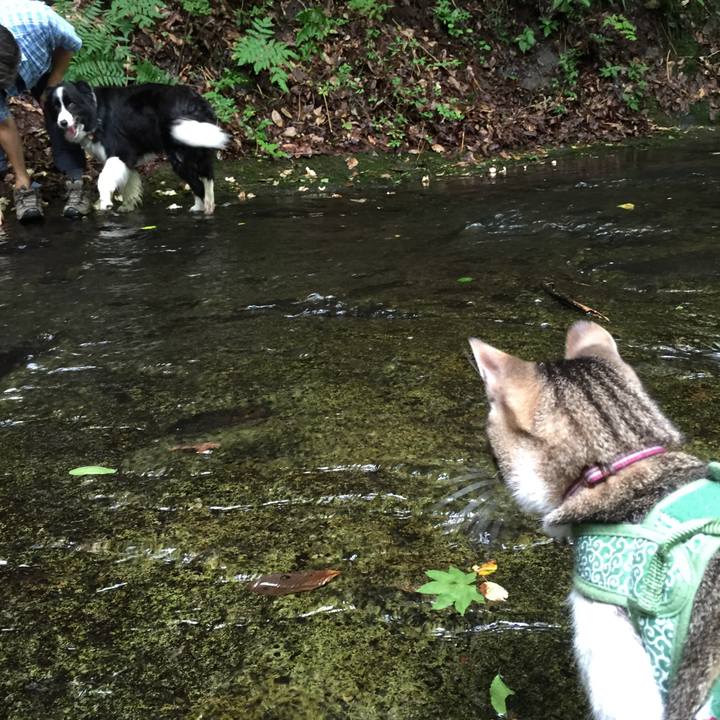 4eca04c6 8e20 4fd1 a367 d2c45386733a 1530531781806