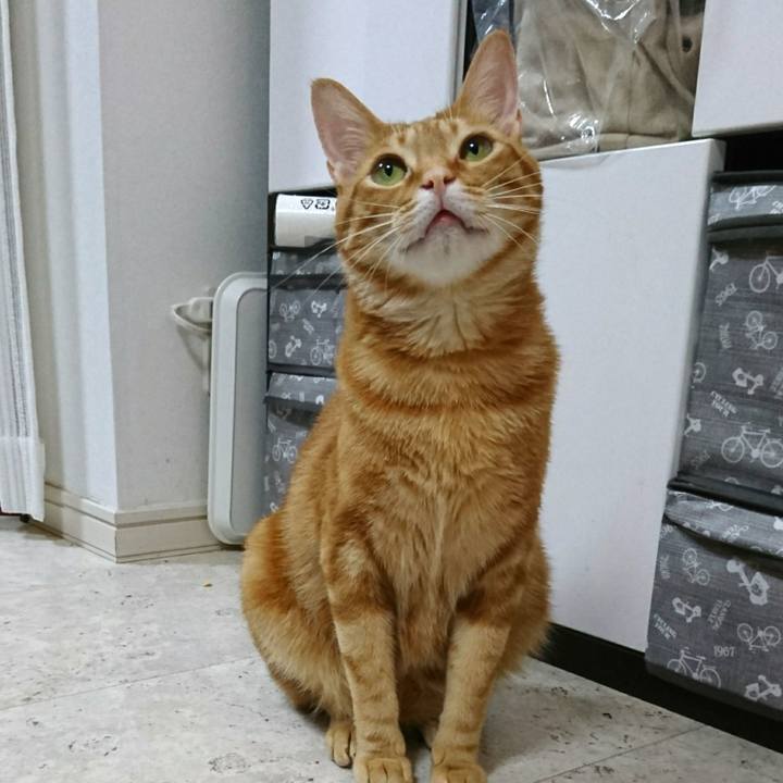 4ecae1ec e8c1 45ab b889 6c3d71f7d168 1526386102728