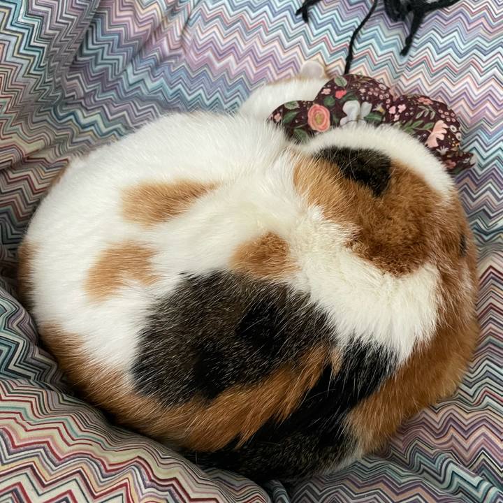 4ecffb68 661d 418e ad93 79bfbf44cfed 1733029053524