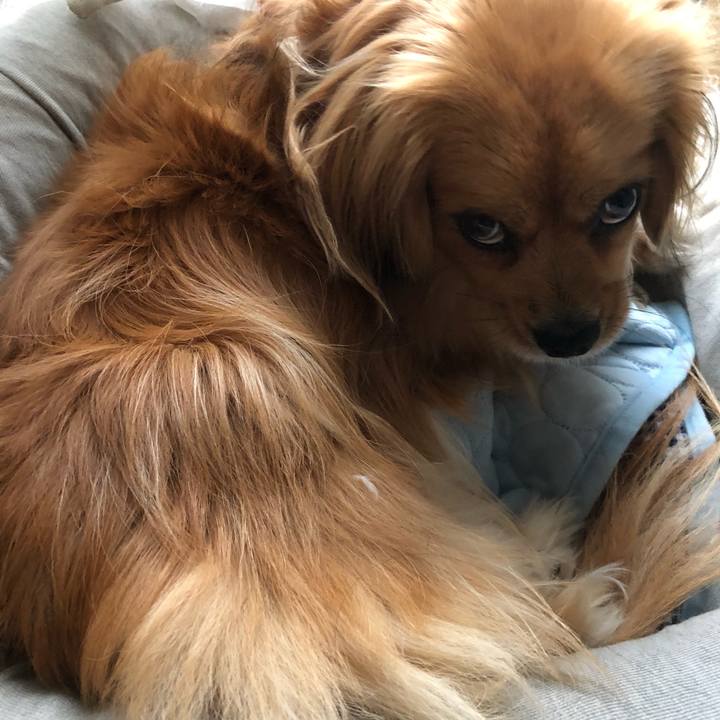 4ed0a455 d87e 411b a06f 648a961edf4b 1560548161920