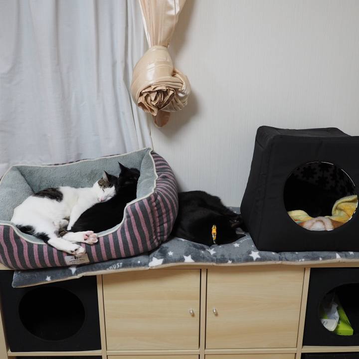 4ed0e238 c552 426d a24e 8d1a9d6edce2 1546221132074