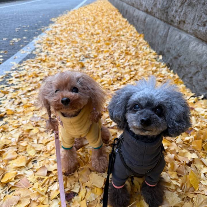 4ed15113 e9d1 41fa a5b7 9566f02c7bea 1765495147998