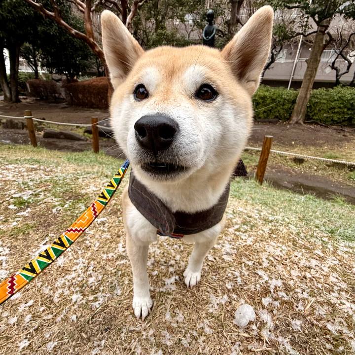 4ed187aa 77d2 413c a2c6 47ca2453cdab 1773113348182