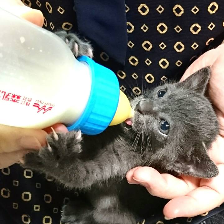 4ed27a1e 77af 4d6a 92e1 3e260d0493c0 1536753338859