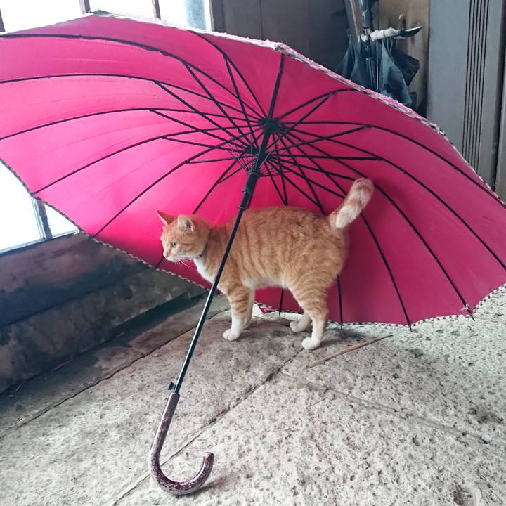 4ed2a804 5f5d 4862 9f87 d558b0e31e84 1593848205579