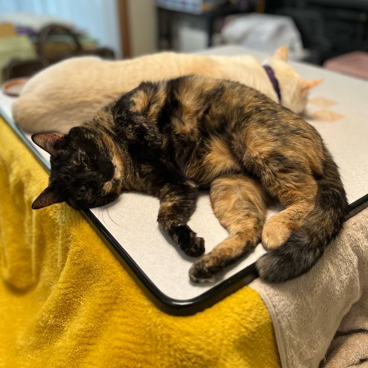 4ed2baa6 279e 45cf 93bd 8ca83f768506 1766063197194