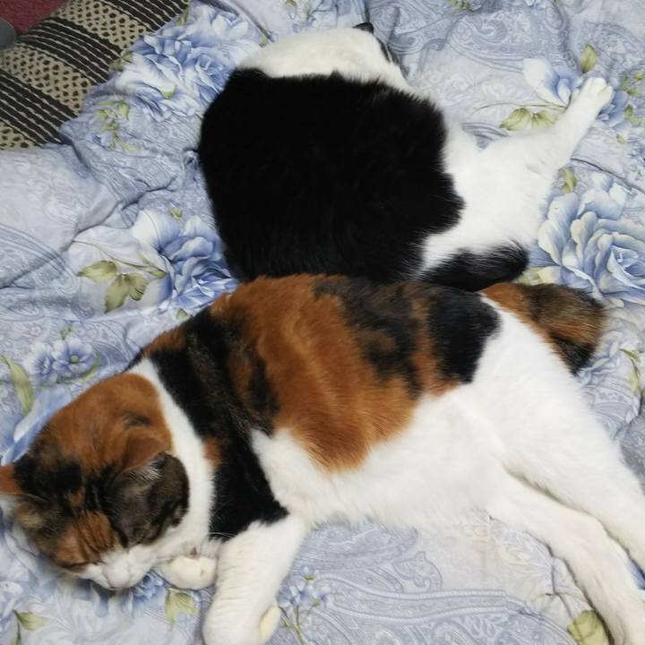 4ed5a55b a0a0 411d b14f 07592a34e968 1544447186146