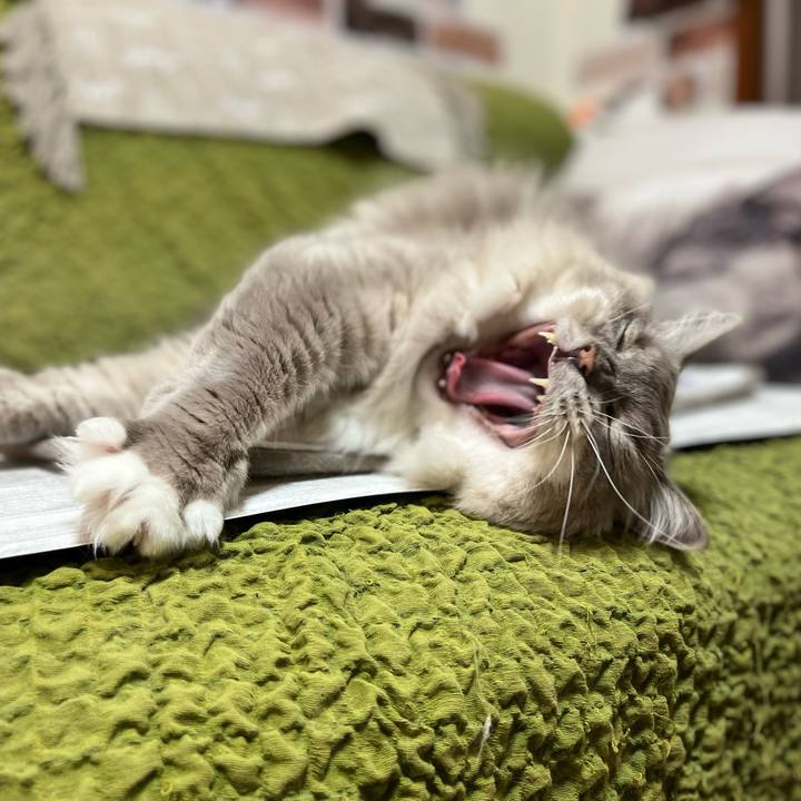 4ed62eac d859 447d 9beb b75f812a2a67 1636107113793