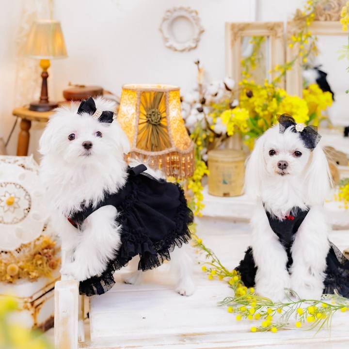 4ed66e37 42d1 4be6 9a57 8ae2eb5c8994 1711153194186