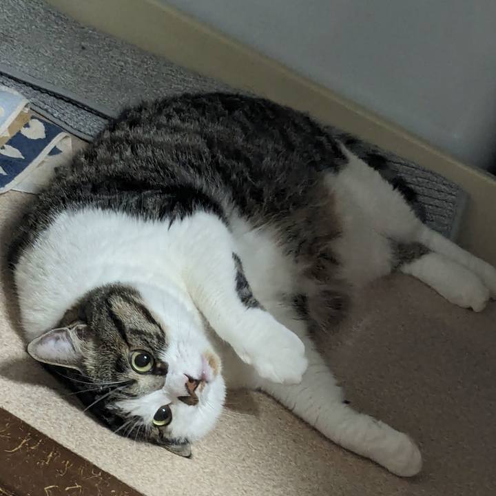 4ed73ac1 a041 4cff bc5b da19c7c3bdf0 1718364008668