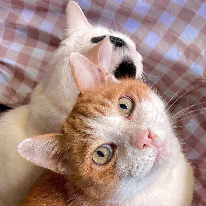 4ed77e22 85b2 429f a5ec 9e27fd55f45d 1675490478967